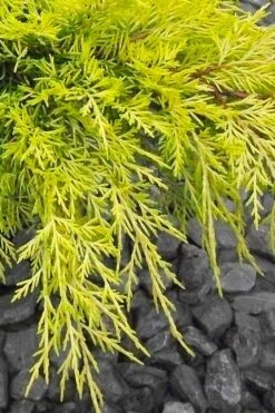 Gold Lace Juniper - 1 Gallon Pot -Plantify Shop juniperus chinensis gold lace juniper 3