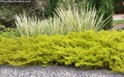 All Gold Golden Pacific Juniper - 3 Gallon Pot -Plantify Shop juniperus conferta all gold pacific shore juniper 21