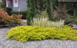 All Gold Golden Pacific Juniper - 2 Gallon Pot -Plantify Shop juniperus conferta all gold pacific shore juniper 22 1