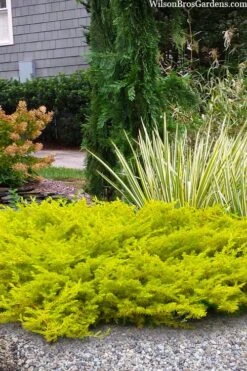 Front Page 42 All Gold Golden Pacific Juniper - 3 Gallon Pot