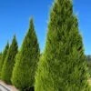 Brodie Eastern Red Cedar - 7 Gallon Pot (4-5') -Plantify Shop juniperus virginiana brodie eastern red cedar 2 1