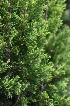 Brodie Eastern Red Cedar - 7 Gallon Pot (4-5') -Plantify Shop juniperus virginiana brodie eastern red cedar 3 1