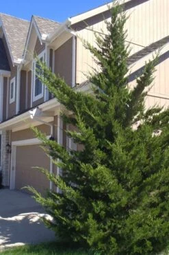 Canaertii Juniper (Red Cedar) - 7 Gallon Pot (4-5')