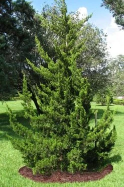 Canaertii Juniper (Red Cedar) - 7 Gallon Pot (4-5') -Plantify Shop juniperus virginiana canaertii eatern red cedar 2 2