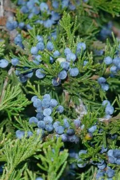 Canaertii Juniper (Red Cedar) - 3 Gallon Pot -Plantify Shop juniperus virginiana canaertii eatern red cedar 4 1