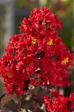 Black Diamond Best Red Crape Myrtle (Multi Trunk) - 3 Gallon Pot 10 Black Diamond Best Red Crape Myrtle (Multi Trunk) - 3 Gallon Pot -Plantify Shop lagerstroemia black diamond best red crape myrtle tree 2