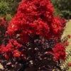 Black Diamond Best Red Crape Myrtle (Multi Trunk) - 3 Gallon Pot 2 Black Diamond Best Red Crape Myrtle (Multi Trunk) - 3 Gallon Pot -Plantify Shop lagerstroemia black diamond best red crape myrtle tree 3