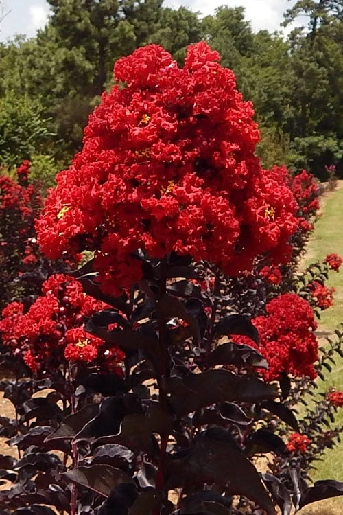 Black Diamond Best Red Crape Myrtle (Multi Trunk) - 3 Gallon Pot 3 Black Diamond Best Red Crape Myrtle (Multi Trunk) - 3 Gallon Pot