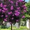 Black Diamond 'Purely Purple' Crape Myrtle Tree (Single Trunk) - 7 Gallon Pot -Plantify Shop lagerstroemia black diamond purely purple crape myrtle tree 2