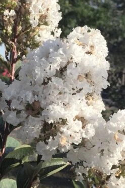 Enduring Summer 'White' Crape Myrtle - 3 Gallon Pot -Plantify Shop lagerstroemia enduring summer white dwarf crape20myrtle 1