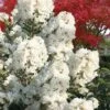 Enduring Summer 'White' Crape Myrtle - 3 Gallon Pot -Plantify Shop lagerstroemia enduring summer white dwarf crape20myrtle 3