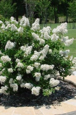 Enduring Summer 'White' Crape Myrtle - 3 Gallon Pot -Plantify Shop lagerstroemia enduring summer white dwarf crape20myrtle 4