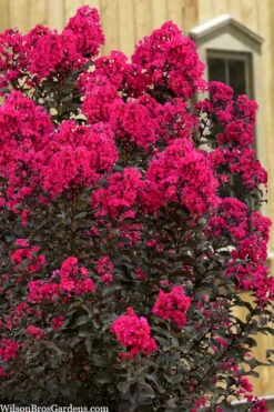 Black Diamond 'Mystic Magenta' Crape Myrtle - 7 Gallon Pot -Plantify Shop lagerstroemia indica black diamond mystic magenta crape myrtle 1 1