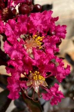 Black Diamond 'Mystic Magenta' Crape Myrtle - 3 Gallon Pot -Plantify Shop lagerstroemia indica black diamond mystic magenta crape myrtle 3 2