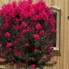 Black Diamond 'Mystic Magenta' Crape Myrtle - 7 Gallon Pot -Plantify Shop lagerstroemia indica black diamond mystic magenta crape myrtle 6 1