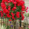 Enduring Summer Red Crape Myrtle Tree (Single Trunk) - 7 Gallon Pot -Plantify Shop lagerstroemia indica enduring summer red crape myrtle single trunk tree 103