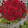 Miss Frances Red Crape Myrtle (Single Trunk Topiary Tree) - 7 Gallon Pot (5-6') -Plantify Shop lagerstroemia indica miss frances standard single trunk 1