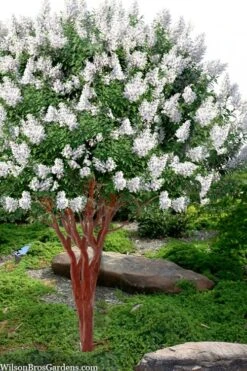 Natchez White Crape Myrtle - 3 Gallon Pot