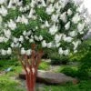 Natchez White Crape Myrtle - 6 Pack Of 1 Gallon Pots -Plantify Shop lagerstroemia indica natchez crape20myrtle tree 50 5
