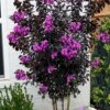 Black Diamond 'Purely Purple' Crape Myrtle Tree (Multi Trunk) - 7 Gallon Pot -Plantify Shop lagerstroemia indica purely purple black diamond crape myrtle 2 2