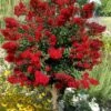 Red Rooster Crape Myrtle Tree (Single Trunk) - 3 Gallon Pot -Plantify Shop lagerstroemia indica red rooster crape myrtle single trunk tree 1