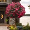 Tonto Red Crape Myrtle - Single Trunk Topiary Tree - 5 Gallon Pot -Plantify Shop lagerstroemia indica tonto crape myrtle tree form standard 2