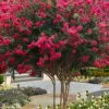 Tuscarora Watermelon Red Crape Myrtle - 1 Gallon Pot 1 Tuscarora Watermelon Red Crape Myrtle - 1 Gallon Pot -Plantify Shop lagerstroemia indica tuscarora 101 3