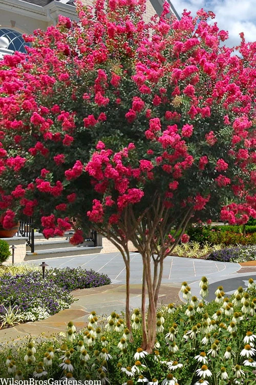 Tuscarora Watermelon Red Crape Myrtle - 1 Gallon Pot 3 Tuscarora Watermelon Red Crape Myrtle - 1 Gallon Pot