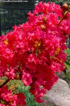 Tuscarora Watermelon Red Crape Myrtle - 6 Pack Of 1 Gallon Pots -Plantify Shop lagerstroemia indica tuscarora 102 1