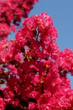Tuskegee Crape Myrtle - 6 Pack Of 1 Gallon Pots -Plantify Shop lagerstroemia indica tuskeegee crape myrtle tree 1 1