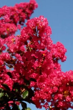Tuskegee Crape Myrtle - 1 Gallon Pot -Plantify Shop lagerstroemia indica tuskeegee crape myrtle tree 2