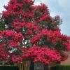 Tuskegee Crape Myrtle - 6 Pack Of 1 Gallon Pots -Plantify Shop lagerstroemia indica tuskeegee crape myrtle tree 3 1