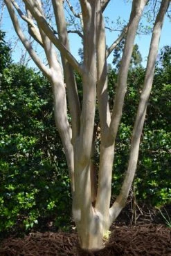 Tuskegee Crape Myrtle - 1 Gallon Pot -Plantify Shop lagerstroemia indica tuskeegee crape myrtle tree 5