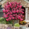 Twilight Magic Crape Myrtle Tree (Single Trunk) - 5 Gallon Pot -Plantify Shop lagerstroemia indica twilight magic crape myrtle single trunk 3