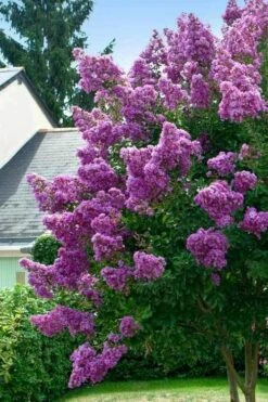 Twilight Purple Crape Myrtle - 5 Gallon Pot -Plantify Shop lagerstroemia indica twilight purple crape myrtle tree 1 3