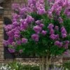 Twilight Purple Crape Myrtle - 7 Gallon Pot (3-4') 2 Twilight Purple Crape Myrtle - 7 Gallon Pot (3-4') -Plantify Shop lagerstroemia indica twilight purple crape myrtle tree 101 6