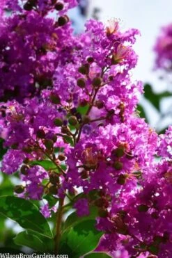 Twilight Purple Crape Myrtle - 7 Gallon Pot (4-5') -Plantify Shop lagerstroemia indica twilight purple crape myrtle tree 102