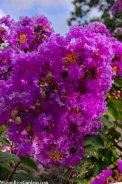 Twilight Purple Crape Myrtle - 3 Gallon Pot -Plantify Shop lagerstroemia indica twilight purple crape myrtle tree 103 6