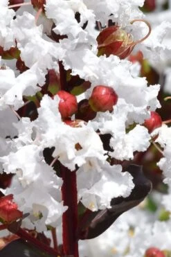 Lunar Magic Crape Myrtle Tree (Single Trunk) - 7 Gallon Pot (5-6') -Plantify Shop lagerstroemia lunar magic single trunk white crape myrtle tree 2