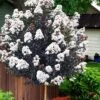 Lunar Magic Crape Myrtle Tree (Single Trunk) - 7 Gallon Pot (5-6') -Plantify Shop lagerstroemia lunar magic single trunk white crape myrtle tree 5