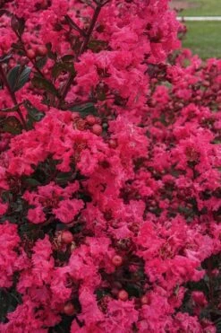 My Fair Myrtle Crape Myrtle (Lagerstroemia) - 3 Gallon Pot -Plantify Shop lagerstroemia my fair myrtle crape myrtle 3