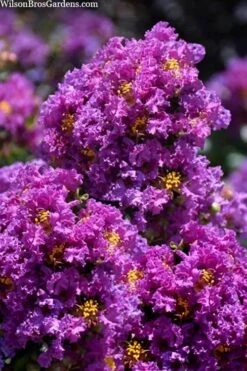 Purple Magic Crape Myrtle Tree (Multi Trunk) - 7 Gallon Pot -Plantify Shop lagerstroemia purple magic crape myrtle single trunk tree 5 1