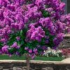 Purple Magic Crape Myrtle Tree (Single Trunk) - 7 Gallon Pot (6-7') -Plantify Shop lagerstroemia purple magic crape myrtle single trunk tree 7
