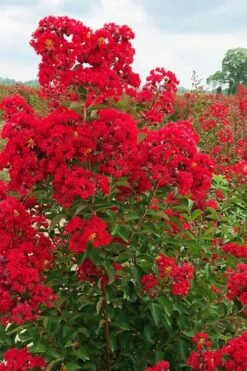Ruffled Red Magic Crape Myrtle - 3 Gallon Pot -Plantify Shop lagerstroemia ruffled red magic crape myrtle 10