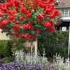 Ruffled Red Magic Crape Myrtle Tree (Single Trunk) - 7 Gallon Pot (5-6') -Plantify Shop lagerstroemia ruffled red magic crape myrtle single trunk tree 2