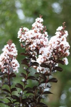 Thunderstruck White Lightning Crape Myrtle - 1 Gallon Pot -Plantify Shop lagerstroemia thunderstruck white lightning crape myrtle 2