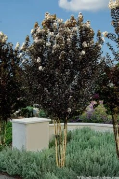 Thunderstruck White Lightning Crape Myrtle - 1 Gallon Pot -Plantify Shop lagerstroemia thunderstruck white lightning crape myrtle 3