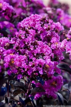 Black Diamond 'Purely Purple' Crape Myrtle - 2 Gallon Pot -Plantify Shop lagestroemia indica purely purple black diamond crape myrtle 1