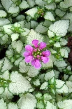 Red Nancy Lamium - 5 Pack Of Pint Pots -Plantify Shop lamium maculatam red nancy spotted dead nettle 2