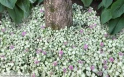 Red Nancy Lamium - 5 Pack Of Pint Pots -Plantify Shop lamium maculatam red nancy spotted dead nettle 8